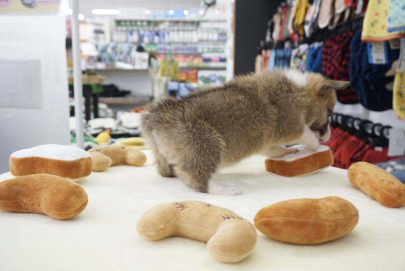 コーギーと言ったらやっぱりお尻！ | ウェルシュコーギーペンブローク （6131210） - 横浜 大倉山店