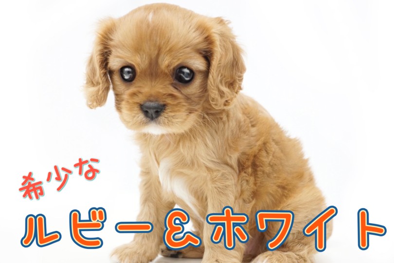 『ルビー＆ホワイト』の毛色 | キャバリア・キングチャールズ・スパニエル （150333） - 東川口店