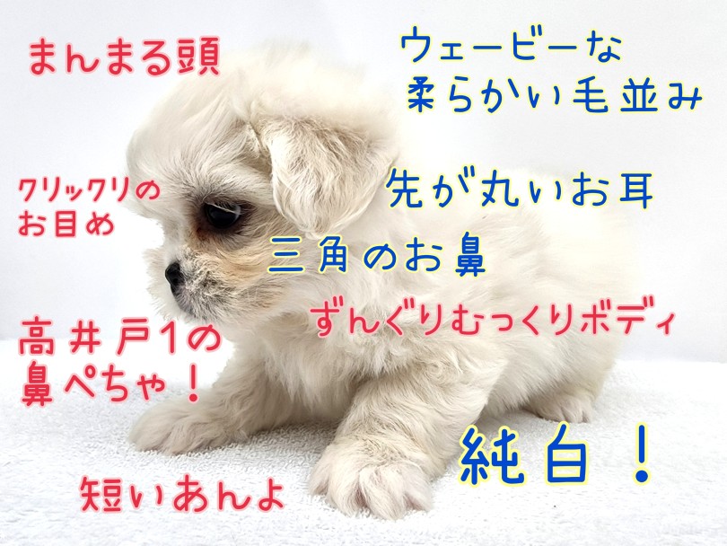 絶妙なバランスで最高の可愛さを手にいれました！ | MIX犬 マルペキ （130463） - 高井戸店