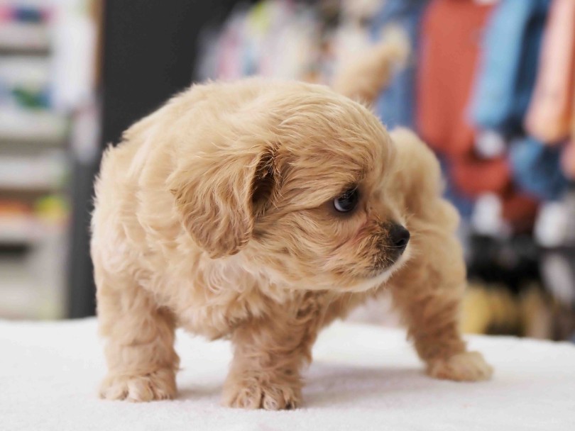 ペキニーズタイプの超ド短足むちむちボディ！ | MIX犬 ペキプー （6131208） - 横浜 大倉山店