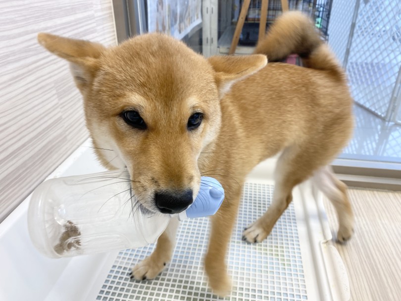 嬉しそうにくわえてお部屋の中を跳ねていました♪ | ペットボトルがおもちゃに早変わり - 横浜 大倉山店