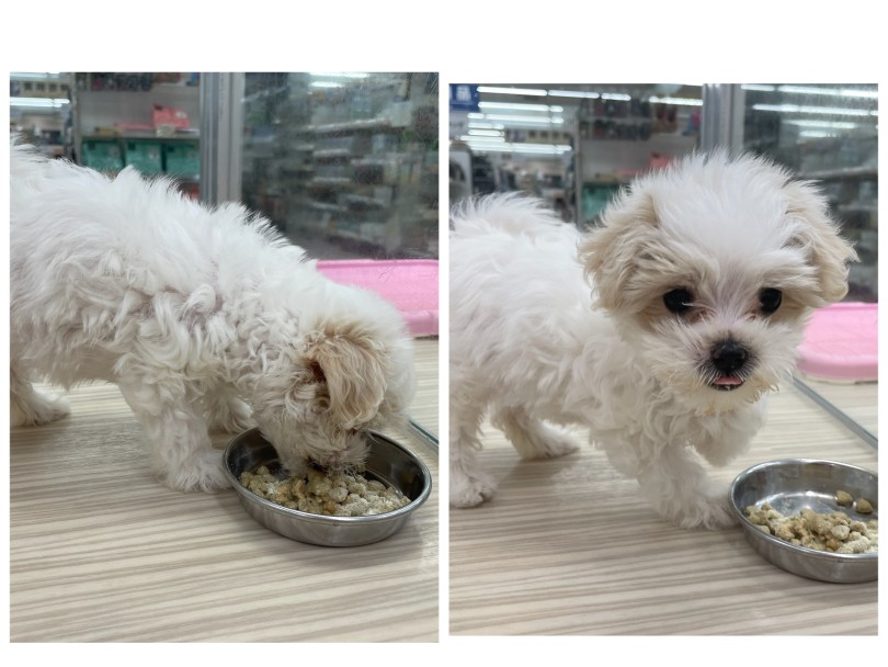 大好きなご飯タイムのお時間 | MIX犬 マルプー （713903） - 横浜 鶴見店