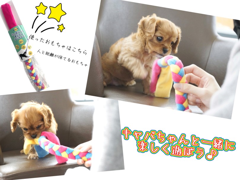 お子様も一緒に遊べる遊び方 | キャバリア・キングチャールズ・スパニエル （150333） - 東川口店