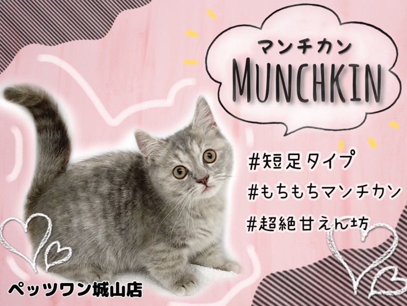 【 マンチカン 】理想を詰め込んだ最強マンチカン