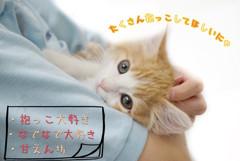 人見知りしない甘えたボーイ | ノルウェージャンフォレストキャット （150331） - 東川口店