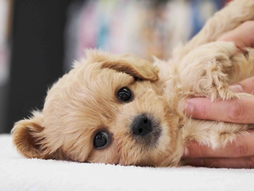 ペキプーちゃんとママ・パパとの出会いをお待ちしております。 | MIX犬 ペキプー （6131208） - 横浜 大倉山店