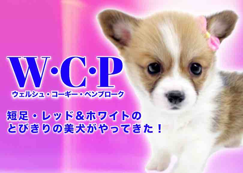 【 コーギー 】短足レッド＆ホワイトのとびきりの美犬がやってきた！