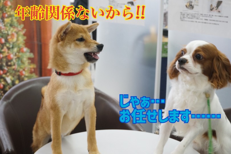 きゃばりんのオズオズした感じたまらなく可愛い♡ | だれがリーダーになる？のミーティング！ - 横浜 大倉山店