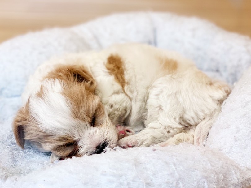 無防備なキャバリーゼちゃまとあなたのご来店をお待ちしております♡ | MIX犬 キャバリーゼ （120593） - 横浜 今宿店