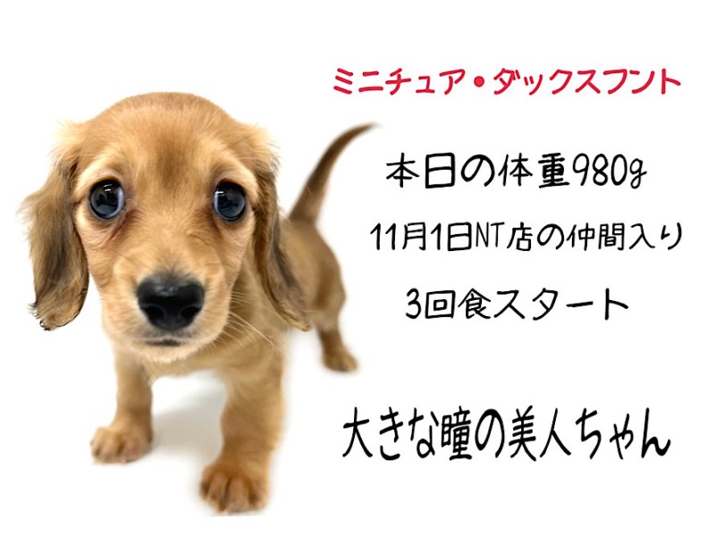 短足胴長のダックスちゃん本日からお披露目です | ダックスフント （312138） - 横浜 港北ニュータウン店
