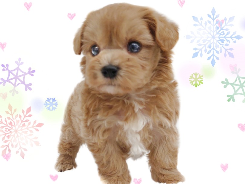 「垂れ耳」「くりくりとつぶらな瞳」が特徴 | MIX犬 マルプー (413151) - さいたま 武蔵浦和店