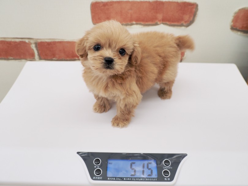 生後58日で515gでもめちゃくちゃ元気に動きます。 | MIX犬 ペキプー （512834） - 本羽田店