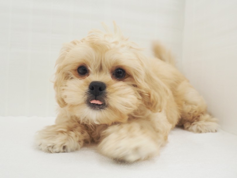 人懐っこく、フレンドリーな性格をしています | MIX犬 ペキプー （713907） - 横浜 鶴見店