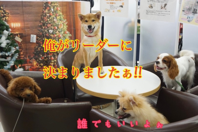 しばおくんに決まりました♪ | だれがリーダーになる？のミーティング！ - 横浜 大倉山店