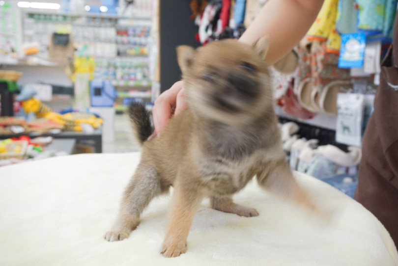 テンション上がりすぎてブレブレ(笑) | 豆柴 （6131220） - 横浜 大倉山店