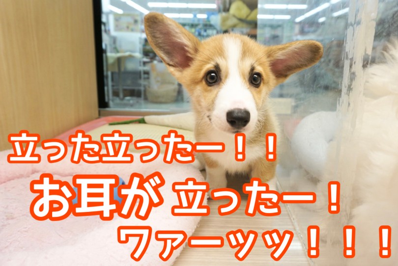 【 コーギー 】コーギーちゃんのお耳が立った！！ワァーッッ！