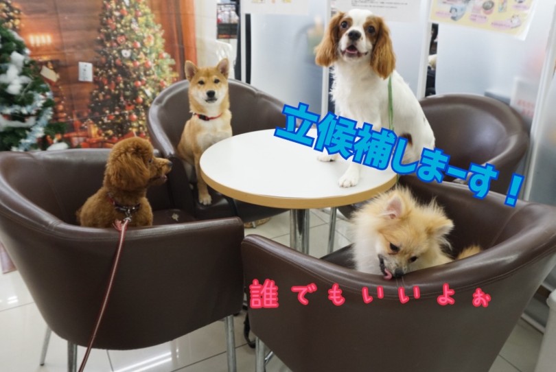 立候補したきゃばりん♪ | だれがリーダーになる？のミーティング！ - 横浜 大倉山店