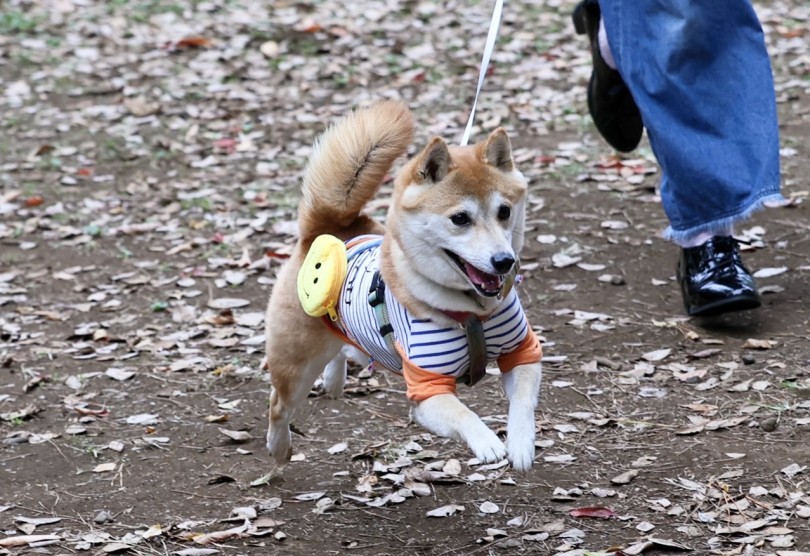 サイズも柴犬と比べると1〜2周り程小さい | 豆柴 （6131220） - 横浜 大倉山店