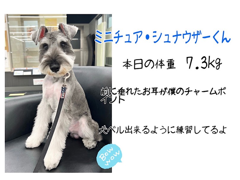 将来ダンディーなおじさん風を目指すシュナくん | シュナウザー （312089） - 横浜 港北ニュータウン店