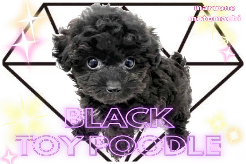 【 トイプードル 】ブラックダイヤモンドの輝き！石言葉は不滅の愛情！