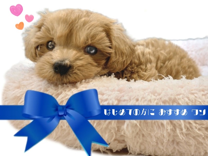 マルプーくんは、なぜ飼いやすい? | MIX犬 マルプー (413151) - さいたま 武蔵浦和店