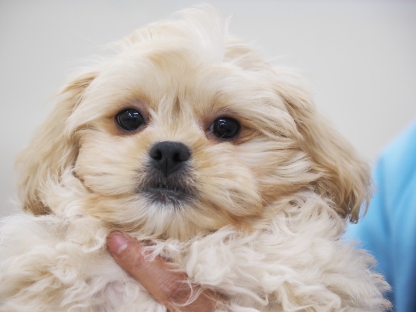 被毛は抜け毛が少ないトイプードルを受け継ぐ傾向にあります | MIX犬 ペキプー （713907） - 横浜 鶴見店