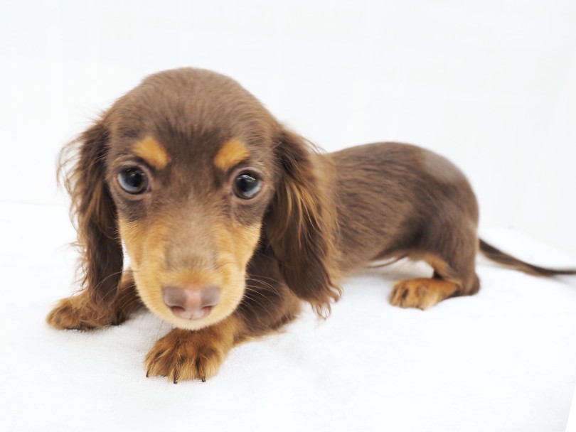 ダックスこそがワンちゃん初心者にとって最も入りやすい「入門犬」といって間違いない | ミニチュア・ダックスフント （713904） - 横浜 鶴見店