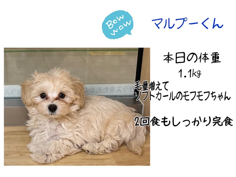 アイドル要素たっぷりマルプーくん | MIX犬 マルプー （312133） - 横浜 港北ニュータウン店