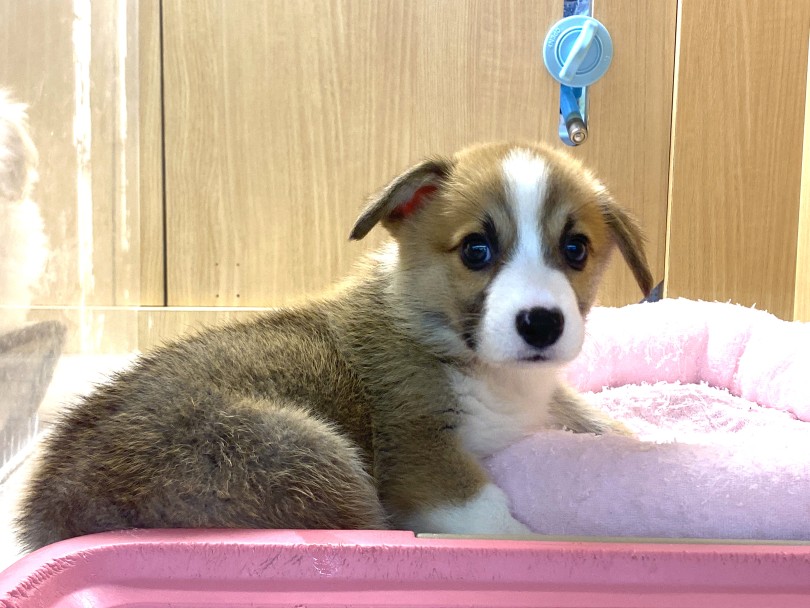 もう立派な立ち耳になったもんね♡ | ウェルシュコーギーペンブローク （6131210） - 横浜 大倉山店