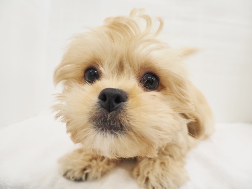 虜になることでしょう！癒し系男子のお顔をどうぞ！！ | MIX犬 ペキプー （713907） - 横浜 鶴見店