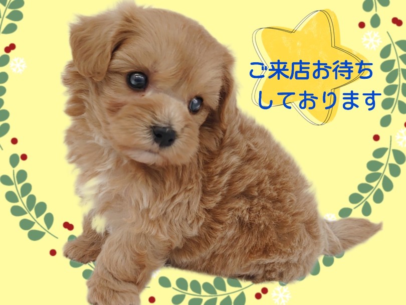 成長しても2~4kgの小さめサイズ | MIX犬 マルプー (413151) - さいたま 武蔵浦和店