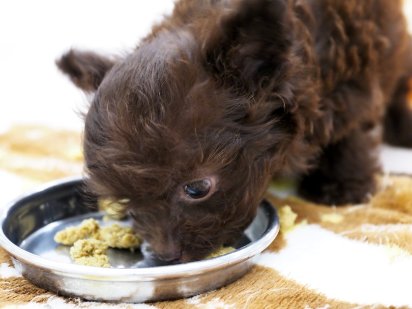 食欲旺盛・動きよし！愛想よし！の元気わんこ！ | MIX犬 チワプー （512832） - 本羽田店