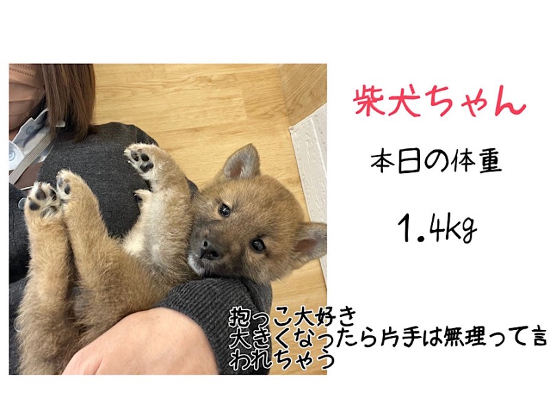 へそ天でリラックスしちゃう柴子ちゃん | 柴犬 （312136） - 横浜 港北ニュータウン店