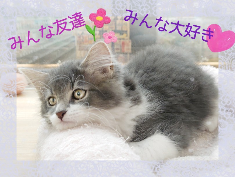 温厚でやさしく人になつきやすい特徴を持った猫種 | メインクーン （413140） - さいたま 武蔵浦和店