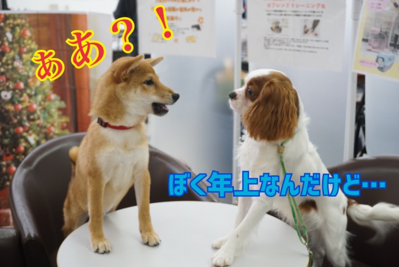 ムキッとして強さをアピールしていますね(笑) | だれがリーダーになる？のミーティング！ - 横浜 大倉山店