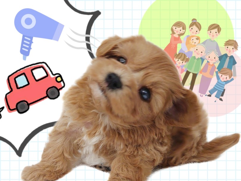 よりフレンドリーに・穏やかな子に育てよう♪ | MIX犬 マルプー (413151) - さいたま 武蔵浦和店
