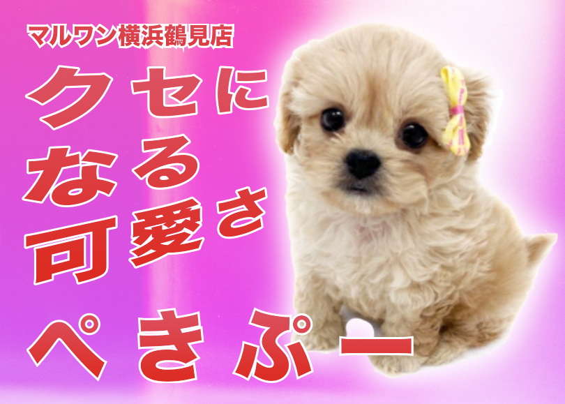 【 MIXトイプー×ペキニーズ 】癒し系男子！愛らしいお顔のペキプーちゃん！