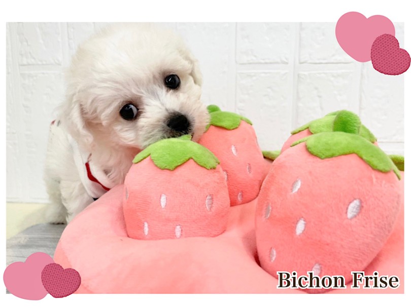 目指せ可愛いアフロ犬 | ビションフリーゼ （312139） - 横浜 港北ニュータウン店