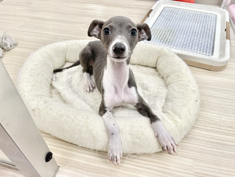 冬は一緒におしゃれを、暖かい季節は一緒にウォーキングがてらお散歩を楽しめます | イタリアングレーハウンド （014462） - 東日暮里店