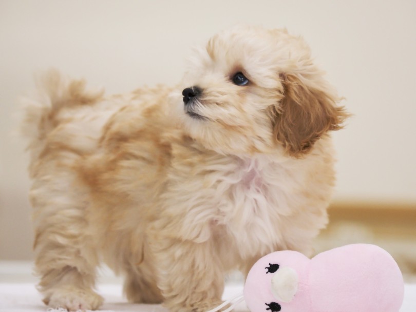 性格はおっとり系の物静かちゃん？ | MIX犬 マルプー （713909） - 横浜 鶴見店