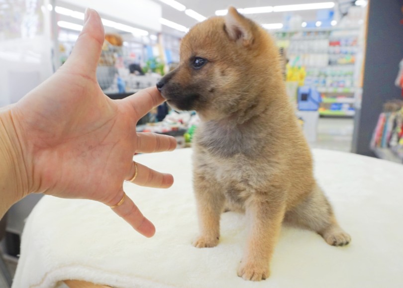 「パピーちゃんですか？」と言われがちな豆柴 | 豆柴 （6131220） - 横浜 大倉山店