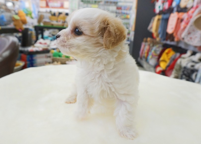 お耳にも色味が入ってます | MIX犬 キャバション （横浜 大倉山店） - 06-1