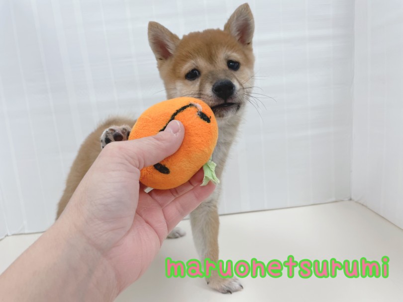豆柴ちゃんの性格は?やっぱり、警戒心が強い?! | 豆柴 (07-3) - 横浜 鶴見店