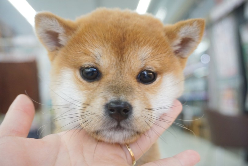 まるまるしたお顔♡ | 柴犬 （06-13） - 横浜 大倉山店