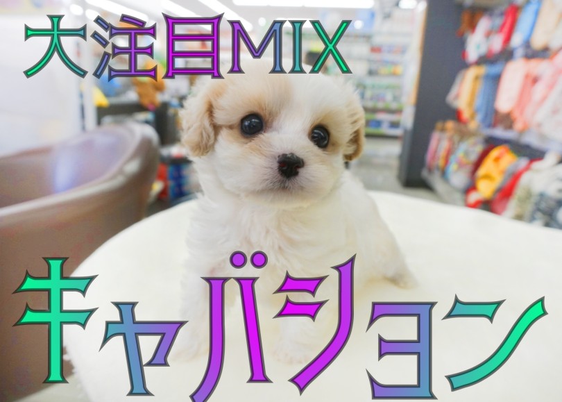【 キャバション 】ブレナムスポットが3つ？！大人気MIX降臨！！