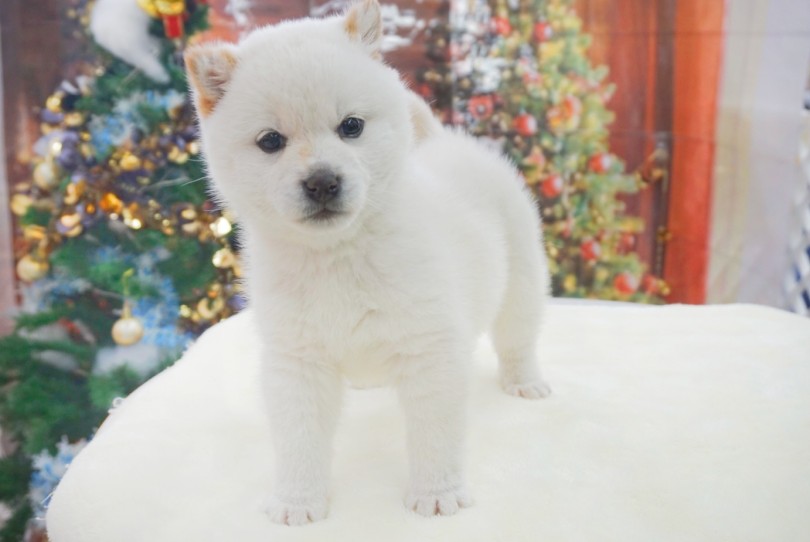 待望の白柴がやってきました！！ | 白柴 柴犬 （06-6） - 横浜 大倉山店