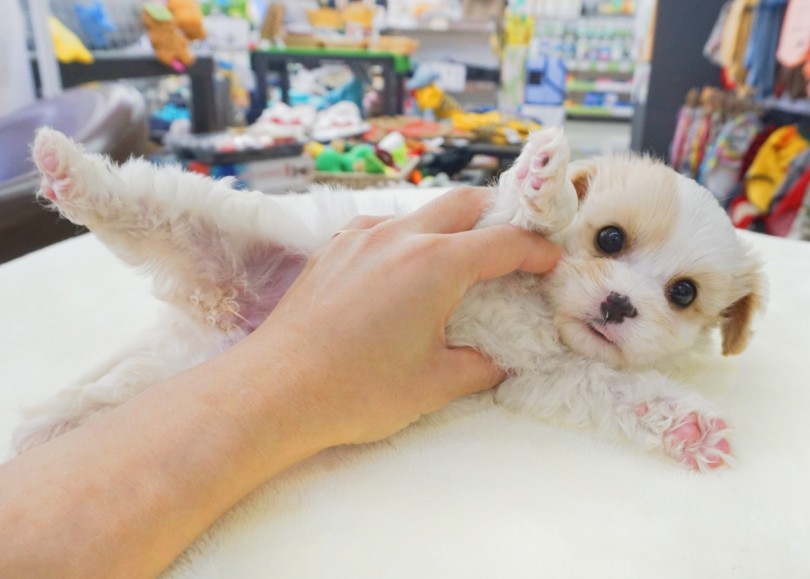 尻尾ブンブン！！明るい性格の持ち主 | MIX犬 キャバション （横浜 大倉山店） - 06-1