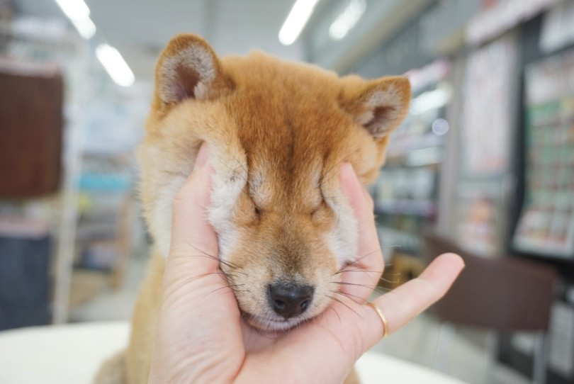 お顔のお肉大集合！ | 柴犬 （06-13） - 横浜 大倉山店