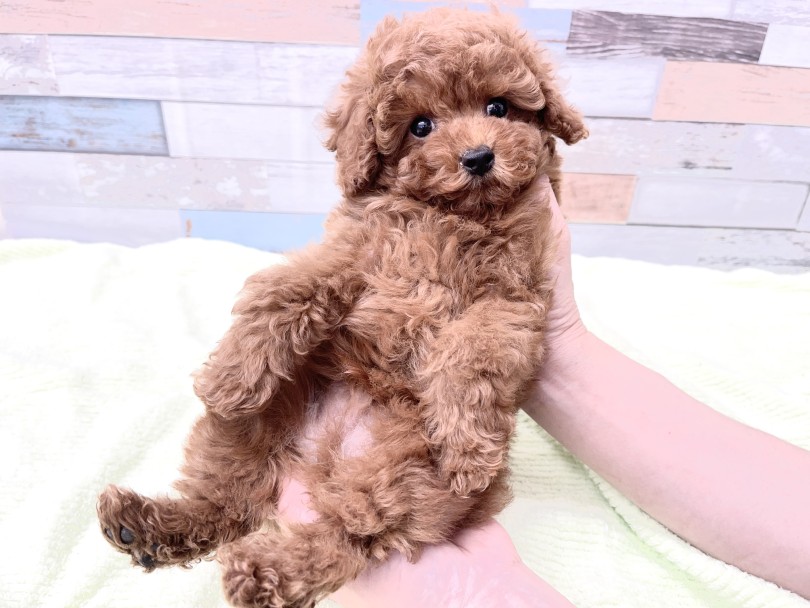 NO LIFE NO TOY POODLE | トイ・プードル （05-2） - 本羽田店