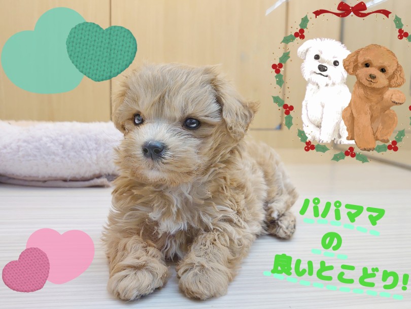 両親の良いとこどり!! 飼いやすい性格♡ | MIX犬 マルプー (413151) - さいたま 武蔵浦和店